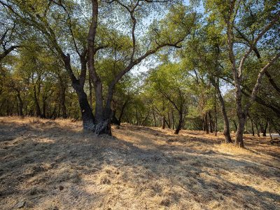 field-with-lots-of-trees